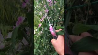 English Garden August 1 　多年草のスイートピー