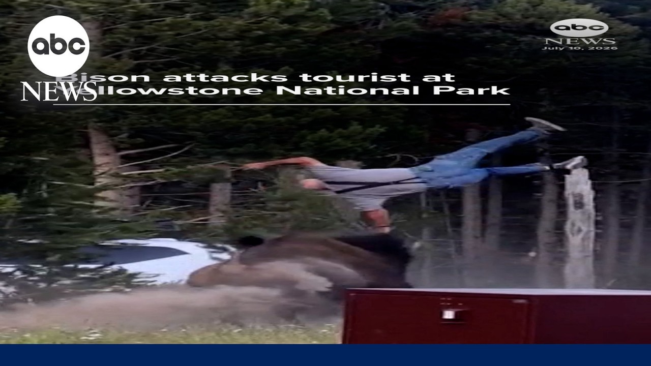 Video: Bison charges grandfather at Yellowstone campground, throwing him 8 feet