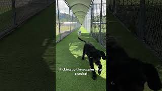 Picking up the puppies after a cruise