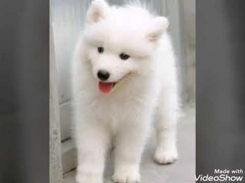 صور كلاب لولي و وايت وايلر