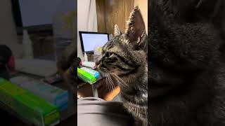 夕方は猫とまったり