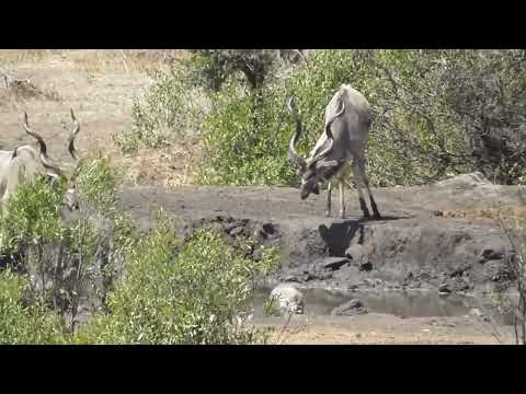 Kudus and Warthog at the watering hole.
