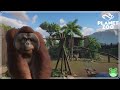 Orangutan Habitat Planet Zoo Speed Build Paradise Creek Santurary