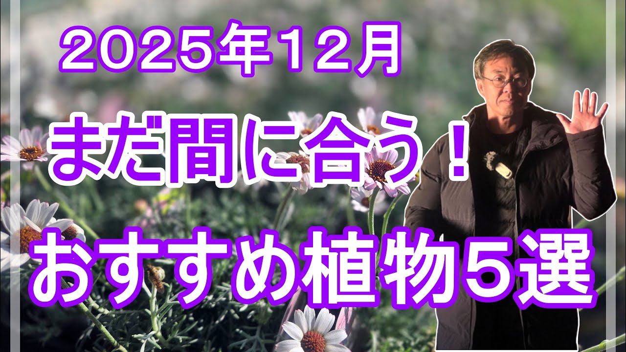 [ガーデニング] 12月に植えて春まで楽しめる！おすすめ植物5選 2025年12月