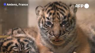 Check-up day for two rare Sumatran tiger cubs born in a French zoo