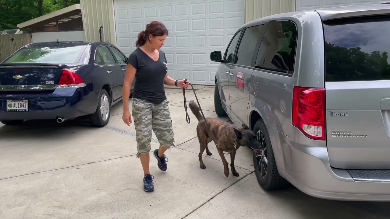 Cleo narcotics detection vehicles. Police K9 training