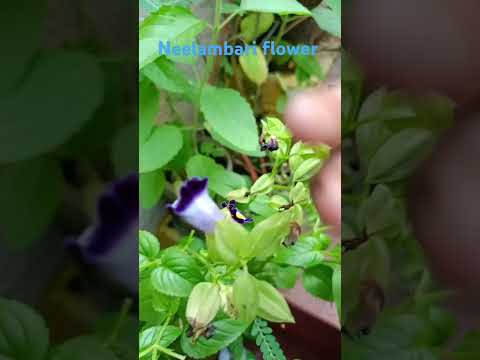 Neelambari flower @Sunimani89