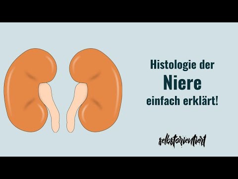 Histologie der Niere mit allen Schichten einfach erklärt! - Markstrahlen | Glomeruli | Beschriftet