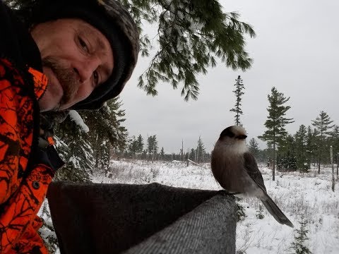 Grey Jays. Whisky Jacks. Camp Robbers. Eating out of my hand in the deer stand.