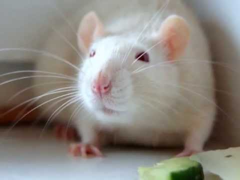 Szczury - przedstawiamy się :)