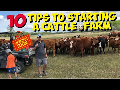 , title : 'Starting a Beef Cattle Farm 10 TIPS for beginners to start a Cattle Ranch'