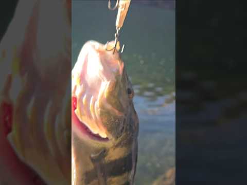 LAGO DE BURITINOPOLOS GOIÁS #lago #music #pescaria