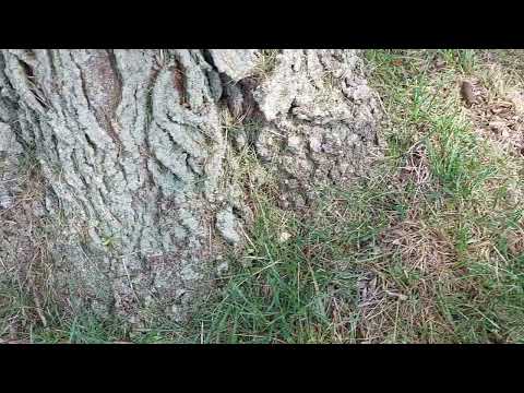 The Carpenter Ants Are Coming from the Tree in Skillman, NJ