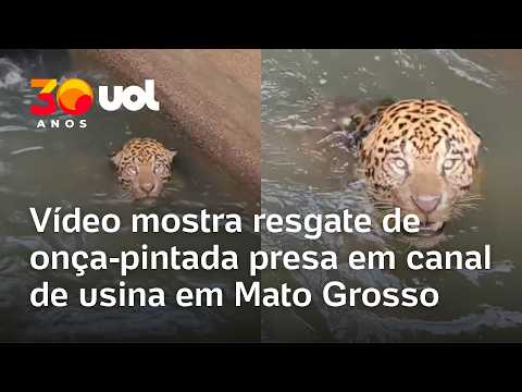 Onça-pintada é resgatada de canal de usina hidrelétrica em Juscimeira