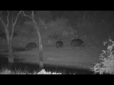 Djuma: Six Hippos heading off to graze from shallow end of dam - 18:25 - 08/15/2023