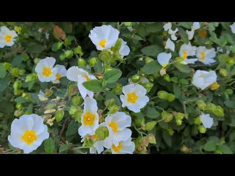 לוטם מרווני قريضة مريمية الأوراق Cistus salviifolius