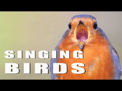 SINGING BIRDS. Part 1/4