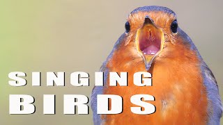 SINGING BIRDS | Wildlife World