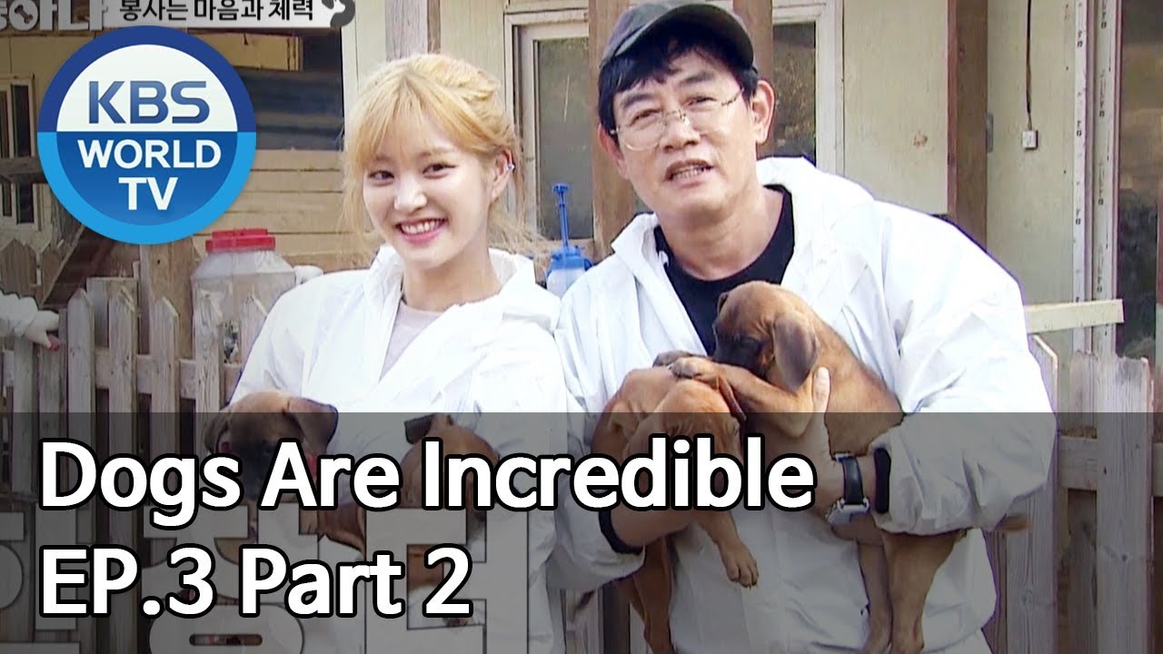 Dogs are incredible | 개는 훌륭하다 EP.3 Part 2 [SUB : ENG/2019.12.10]