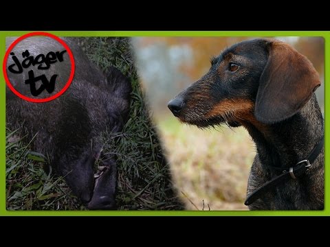 "das Mondkeilerchen" | Vormittag am Schilf