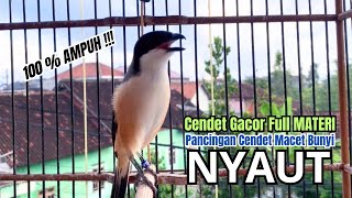 Download lagu burung cendet gacor AMPUH BONGKAR FULL ISIAN,, PANCINGAN CENDET AGAR BUNYI bikin BURUNG PENTET GACOR mp3