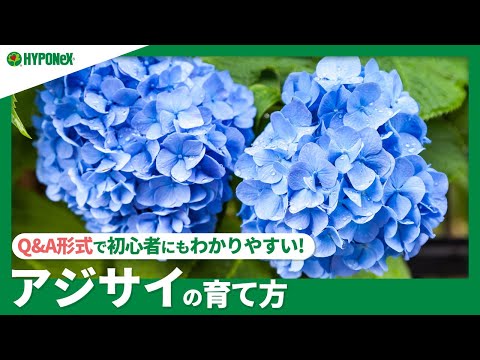 アジサイ管理水 小さな花が咲き始めました