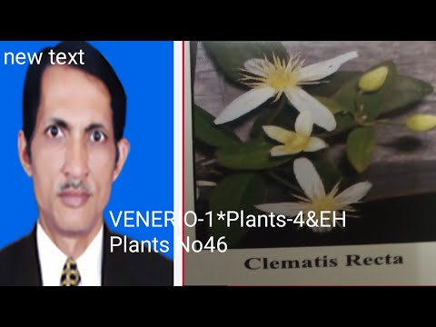 VENERIO-1 PLANTS no-4&EH Plants No46 Detail by Dr Randhir Sharma