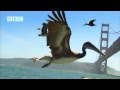 Earthflight - Beautiful flight of Pelicans past Golden Gate Bridge and Alcatraz (David Tennant)