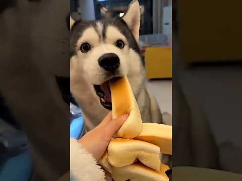 Ce gros morceau de pain est pour Rocky. Le plus petit est pour