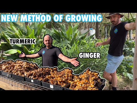 , title : 'A Revolutionary New Method of Growing Ginger and Turmeric'