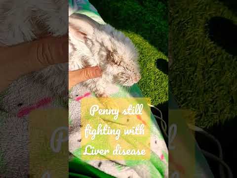 , title : 'Penny fighting it's liver disease #rabbit #cute #disease #fighter'