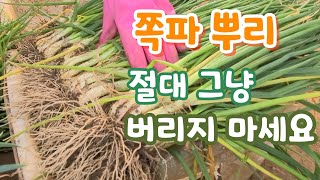 쪽파 뿌리 절대 그냥 버리지 마세요 이렇게 하면?