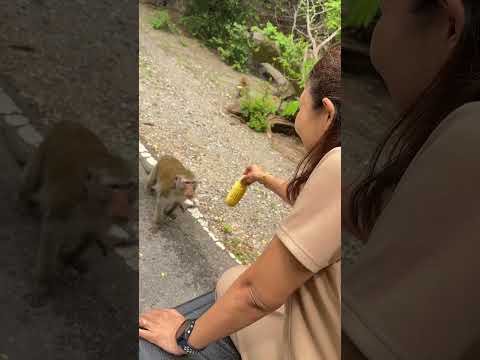 ซื้อข้าวโพดมาเลี้ยงลิงกัน #funny #comedy