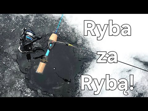 Znalazłem ich Setki! Zimowe szaleństwo na blaszkę i mormyszkę! Wędkarstwo Podlodowe