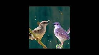 Download lagu suara pikat burung ciblek semi alam liar #suaraburungciblek #burungciblek mp3 Download lagu suara pikat burung ciblek semi alam liar #suaraburungciblek #burungciblek mp3