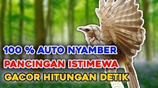 Download lagu Suara Trucukan Pikat Siang Hari Anti Zonk, 100 % Sangat Ampuh Manjur mp3 Download lagu Suara Trucukan Pikat Siang Hari Anti Zonk, 100 % Sangat Ampuh Manjur mp3
