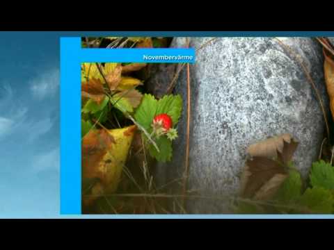 Novembervädret: Rekordlång sommar och knappt någon sol - Nyhetsmorgon (TV4)