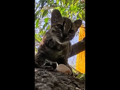 A new species of cat has been discovered in Bolivia