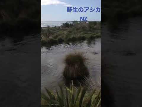 IUCN分類における絶滅の危険性を示す図。