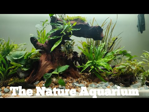 The Nature Aquarium: EPIC 4ft Aquascape Tutorial Part 2 (Full Guide)
