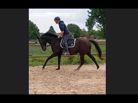 Penelope HOCHSTERN x PRINCE THATCH XX - Video 8 video thumbnail