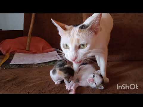 saru.... shorts video cat with cat mother lovely..... shorts video........ cat mother...............