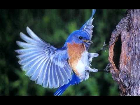 El Azulejo-Armando Hernandez.wmv