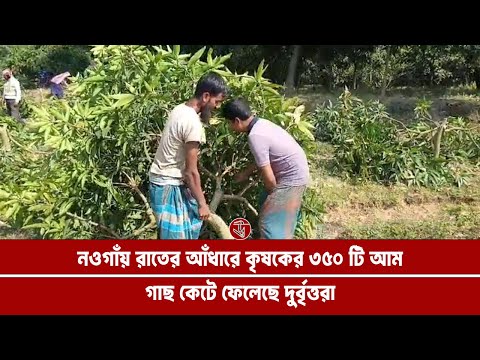 Miscreants cut down 350 mango trees of a farmer in Naogaon in the dark of night