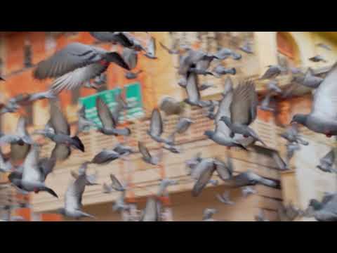 Pigeon Flapping Wings Sound Effect
