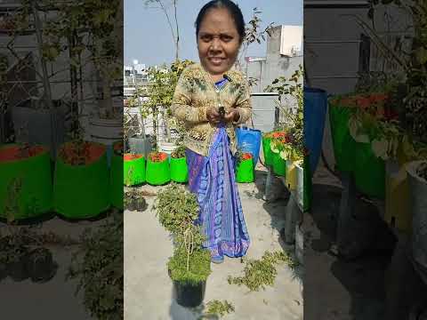 Sivagami Gardening and kitchen.  is live