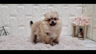 ハーフ犬の動画01