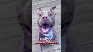 Video preview image #1 Mutt Puppy For Sale in Rowlett, TX, USA