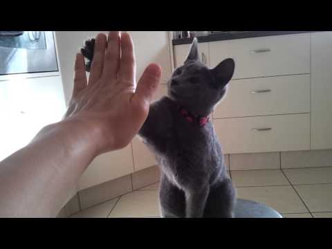 My cat 'Mishka' - doing HighFive