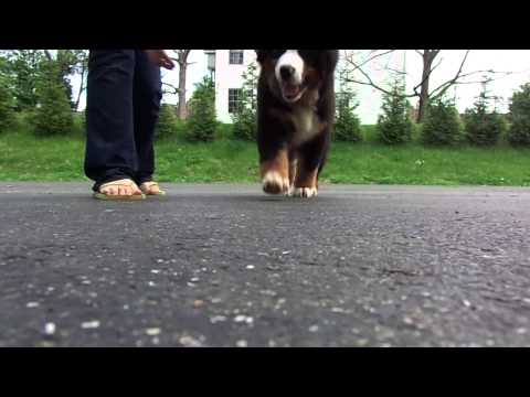 Lavish's Brut Premier 12 wks movement